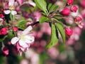 Pink apple blosson in sprintime Royalty Free Stock Photo