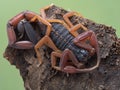 P1010125 Centruroides gracilis, Florida bark scorpion, on bark cECP 2020
