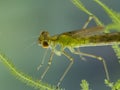 P6230389 close-up of damselfly nymph (Zygoptera species), cECP 2022