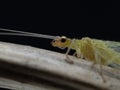 P3100478 close-up of green lacewing, family Chrysopidae, cECP 2024