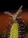 P8310353 close-up of a nonbiting midge trapped on the leaf of a cape sundew carnivorous plant Drosera capensis cECP 2013