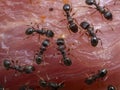 P8241841 close-up of pavement ants, Tetramorium immigrans, on meat cECP 2022 Royalty Free Stock Photo