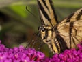 P8140192 close-up of a western tiger swallowtail, butterfly, Papilio rutulus, feeding on a flower, cECP 2013