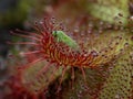 P8110031 closeup of a true bug trapped by an Alice sundew plant, Drosera aliciae, cECP 2023