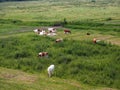 Cows in a meadow