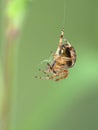 P1010156 cross orbweaver spider, Araneus diadematus, building a web cECP 2020