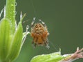 P1010081 cross orbweaver spider, Araneus diadematus covered in water droplets,Boundary Bay, Delta cECP 2020