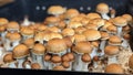 P. Cubensis Mushrooms growing