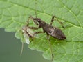 P1010064 damsel bug Hoplistoscelis heidemanni feeding on a nonbiting midge chironomid cECP 2020 Royalty Free Stock Photo