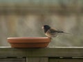 P1150290 dark-eyed junco bird, Junco hyemalis, eating seeds cECP 2023 Royalty Free Stock Photo