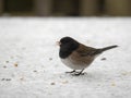 P1050045 dark-eyed junco bird, Junco hyemalis, outdoors on snow in winter cECP 2022 Royalty Free Stock Photo