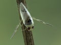 P7080046 Dorsal view of an aquatic grousewinged backswimmer Notonecta undulata perched on a submerged stick. Delta, British