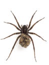 P5280023 dorsal view of female wolf spider, Pardosa sp., carrying babies, isolated, vertical cECP 2021 Royalty Free Stock Photo