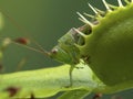 P1010070 drumming katydid insect captured by a venus flytrap plant, Dionaea muscipula cECP 2020 Royalty Free Stock Photo