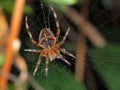 P8177473 female cross orbweaver spider, Araneus diadematus, side view copyright ernie cooper 2019