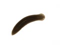 P6200007 freshwater triclad flatworm planaria, Schmidtea polychroa cECP 2021