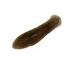 P6200042 freshwater triclad flatworm planaria, Schmidtea polychroa after feeding on bloodworm cECP 2021