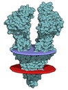 P-glycoprotein 1 P-gp multidrug transporter protein. Efflux pump that pumps many drugs out of cells. Involved in multidrug. Royalty Free Stock Photo