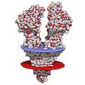 P-glycoprotein 1 P-gp multidrug transporter protein. Efflux pump that pumps many drugs out of cells. Involved in multidrug.