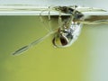 P7080023 a grousewinged backswimmer Notonecta undulata resting upside-down under the water surface, British Columbia, Canada