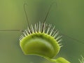 P1010024 harvestman captured by venus flytrap plant, Dionaea muscipula, cECP 2020 Royalty Free Stock Photo