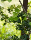Hawthorn leaves and unripe haws (hawthorn berries)