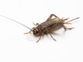 P1240079 house cricket, Acheta domesticus, drinking water, isolated cECP 2022 Royalty Free Stock Photo