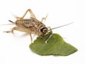 P1240094 house cricket, Acheta domesticus, eating a piece of lettuce, isolated cECP 2022 Royalty Free Stock Photo