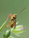 P1010046 ichneumonid parasitoid wasp, Banchus sp., on a flower bud. Boundary Bay salt marsh, Delta, British Columbia, Canada cECP