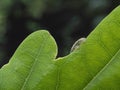 P1010064 inchworm Geometrid moth larva hiding behind leaf cECP 2019 Royalty Free Stock Photo