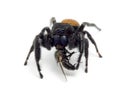 P1010002 Johnson`s jumping spider, Phiddipus johnsoni, feeding on a fly, cECP 2020