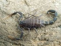 P1010069 Juvenile Arabian fat-tail scorpion, Androctonus crassicauda copyright ernie cooper 2019