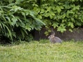 P5280219 juvenile Eastern cottontail rabbit, Sylvilagus floridanus, in garden cECP 2022 Royalty Free Stock Photo