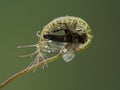 P6010008 leaf of a cape sundew carnivorous plant Drosera capensis that has trapped and enveloped a snipe fly cECP 2021 Royalty Free Stock Photo