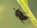 P1010186 long-legged fly Dolichopodidae species underneath a plant stem cECP 2020 Royalty Free Stock Photo