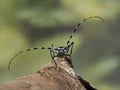 P7130267 male banded alder borer beetle, Rosalia funebris, displaying its antennae, cECP 2022 Royalty Free Stock Photo
