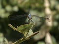 P7120148 male blue dasher dragonfly, Pachydiplax longipennis, facing the camera, cECP 2023 Royalty Free Stock Photo