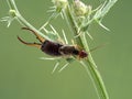 P1010006 male European earwig, Forficula auricularia, on thistle, dorsal view cECP 2020 Royalty Free Stock Photo