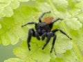 P1010027 male Johnson`s jumping spider, Phiddipus johnsoni, on fern cECP 2020