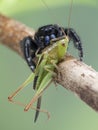 P1010052 male Johnson`s jumping spider, Phiddipus johnsoni, with a larger katydid it has caught Meconema thalassinum cECP 2020