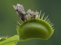 P1010037 moth captured by venus flytrap plant, Dionaea muscipula, cECP 2020 Royalty Free Stock Photo