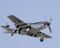 P51 Mustang coming in for a landing Royalty Free Stock Photo