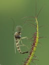 P6050116 nonbiting midge that has been trapped by a fork-leaved sundew plant, Drosera binata cECP 2021 Royalty Free Stock Photo