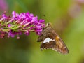 Silver Spotted Skipper Royalty Free Stock Photo