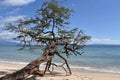 Lonely tree on the beach.