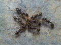 P8241868 Pavement ants, Tetramorium immigrans, feeding on a mosquito, Aedes, cECP 2022 Royalty Free Stock Photo