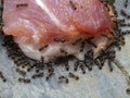 P8241781 pavement ants, Tetramorium immigrans, massed around a piece of meat cECP 2022 Royalty Free Stock Photo