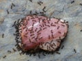 P8241837 pavement ants, Tetramorium immigrans, swarming over a piece of meat cECP 2022 Royalty Free Stock Photo