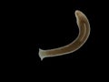 P1241193 planaria flatworm, Polycelis coronata, darkfield, cECP 2023