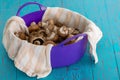 P plastic bowl full of fresh mushrooms Royalty Free Stock Photo